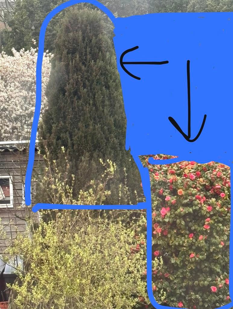 Gratis af te halen (zelf verwijderen uit grond), Ophalen, Halfschaduw, Overige soorten, Lente