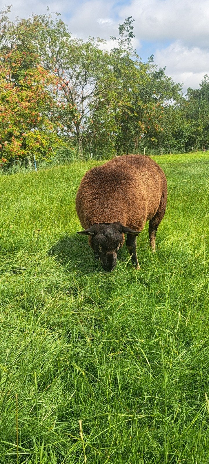Jonge texelaar dekrammen en ooien, Meerdere dieren, Schaap, 0 tot 2 jaar