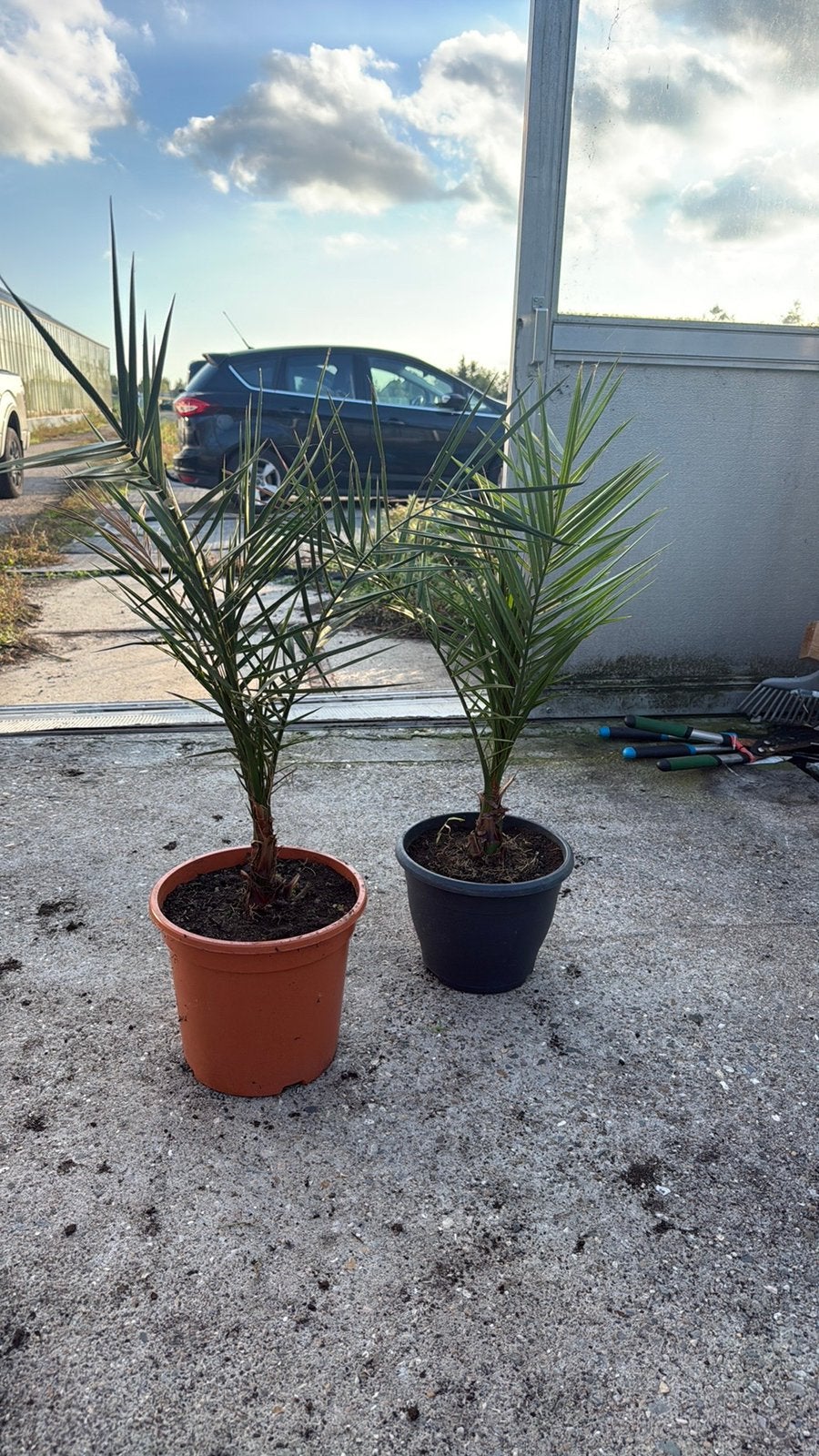 Twee palmen voor 20€. Palm in pot, Bloeit niet, 100 tot 250 cm, Palmboom, Ophalen