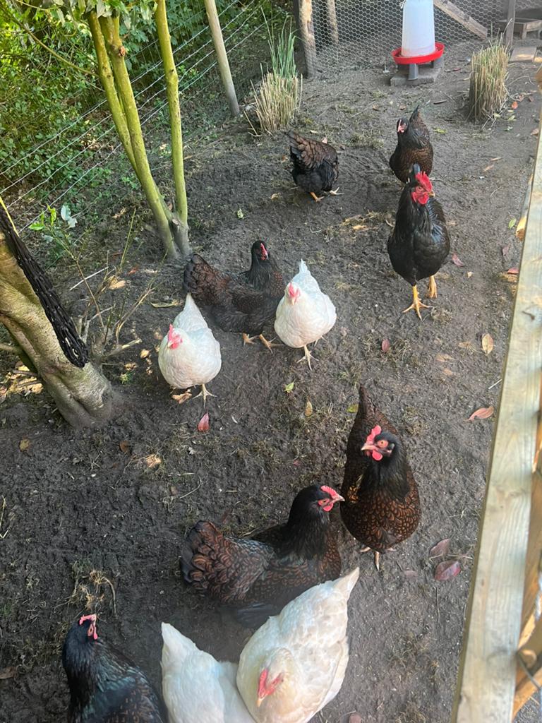 Toom jonge hennen, Dieren en Toebehoren, Pluimvee, Kip, Vrouwelijk