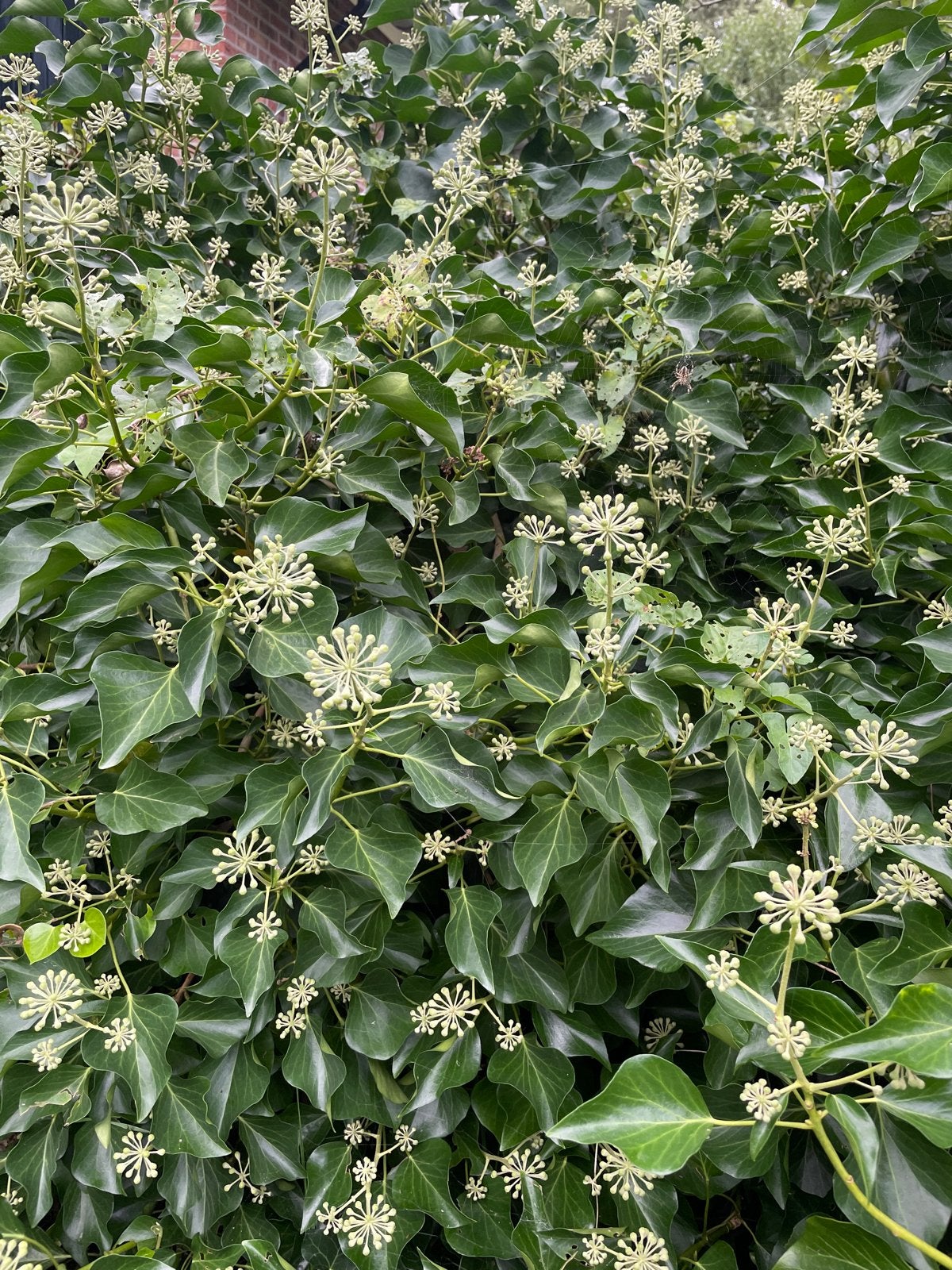 Verse Hedera (Klimop) takken voor decoratie, Vaste plant, Ophalen of Verzenden, Halfschaduw, Klimplanten