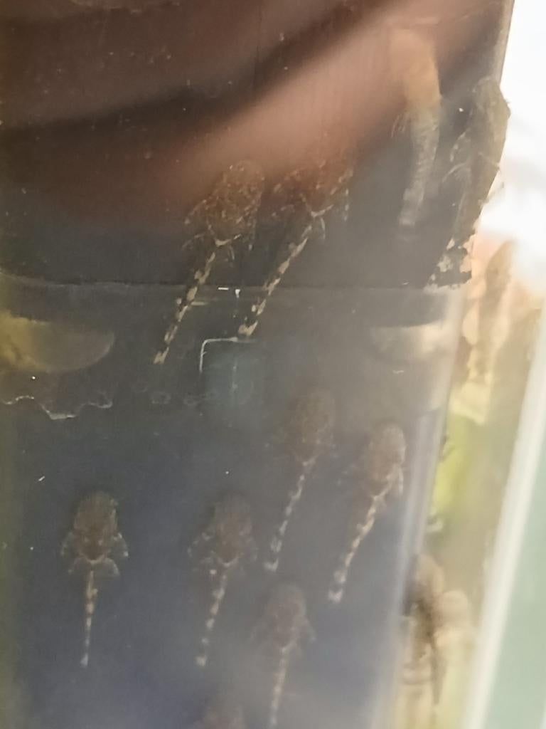 Baby borstelneus pleco's, Dieren en Toebehoren, Vissen | Aquariumvissen, Vis, Zoetwatervis