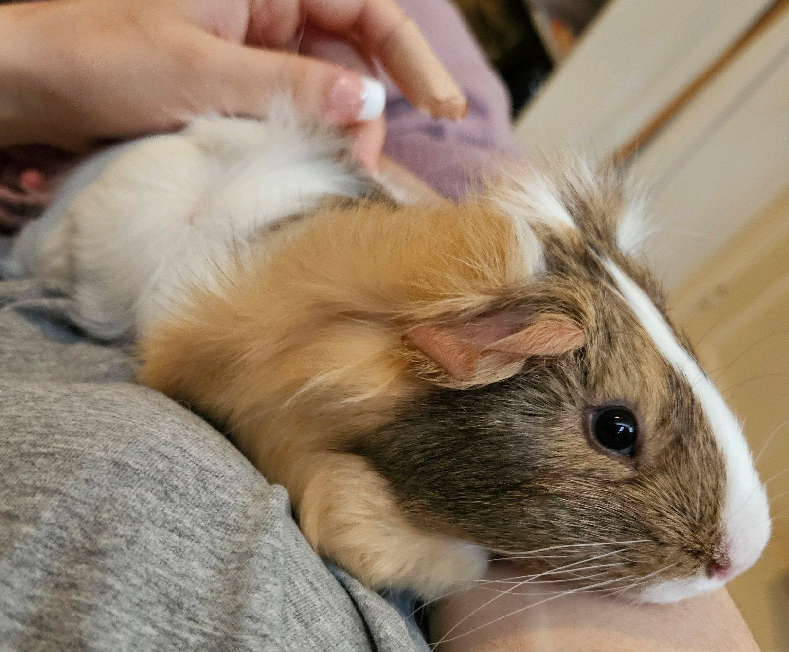Cavia Bobo van 14/15 weken met verblijf zoekt een thuis!, Dieren en Toebehoren, Cavia, Februari, Mannelijk, Tam