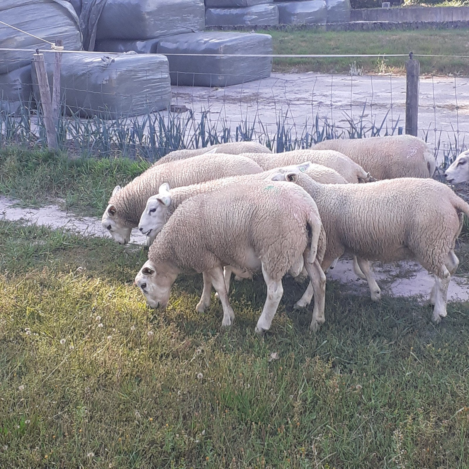 Dekrammen, schapen,Rammen, Dieren en Toebehoren, Mannelijk, Schaap