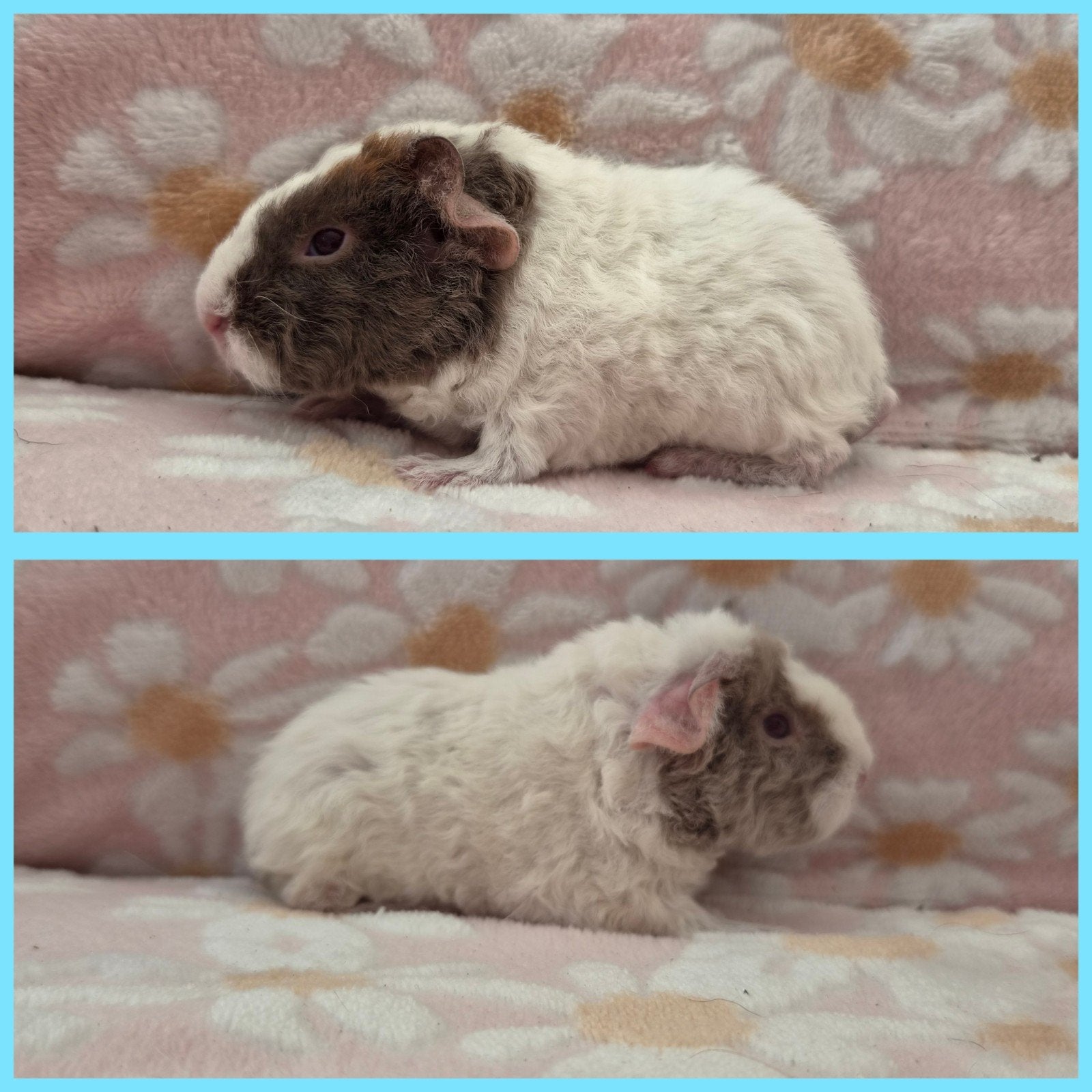 2 US Teddy Beren met Stamboom, Dieren en Toebehoren, Cavia, Mannelijk, Juli, Tam