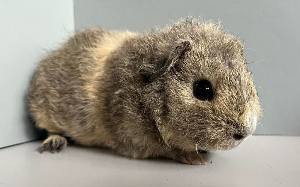 Rex cavia beertje in bijzondere kleuren, Mannelijk, Tam, Maart, Cavia