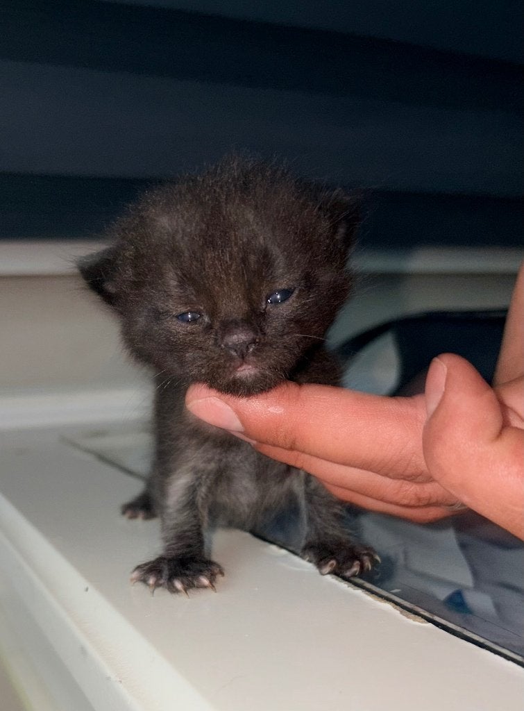 Britse korthaar kittens bruin grijzig geen stamboom, Dieren en Toebehoren, Meerdere dieren, Ontwormd, 0 tot 2 jaar
