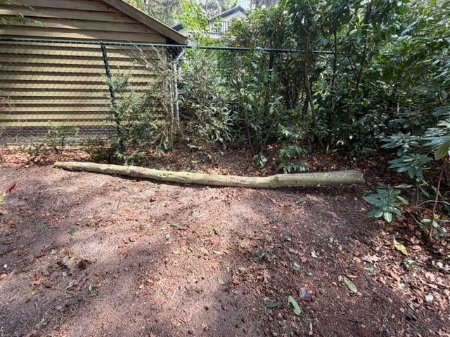 Draaihout hulst, Doe-het-zelf en Verbouw, Hout en Planken, Ophalen, Overige typen, Nieuw, Overige houtsoorten