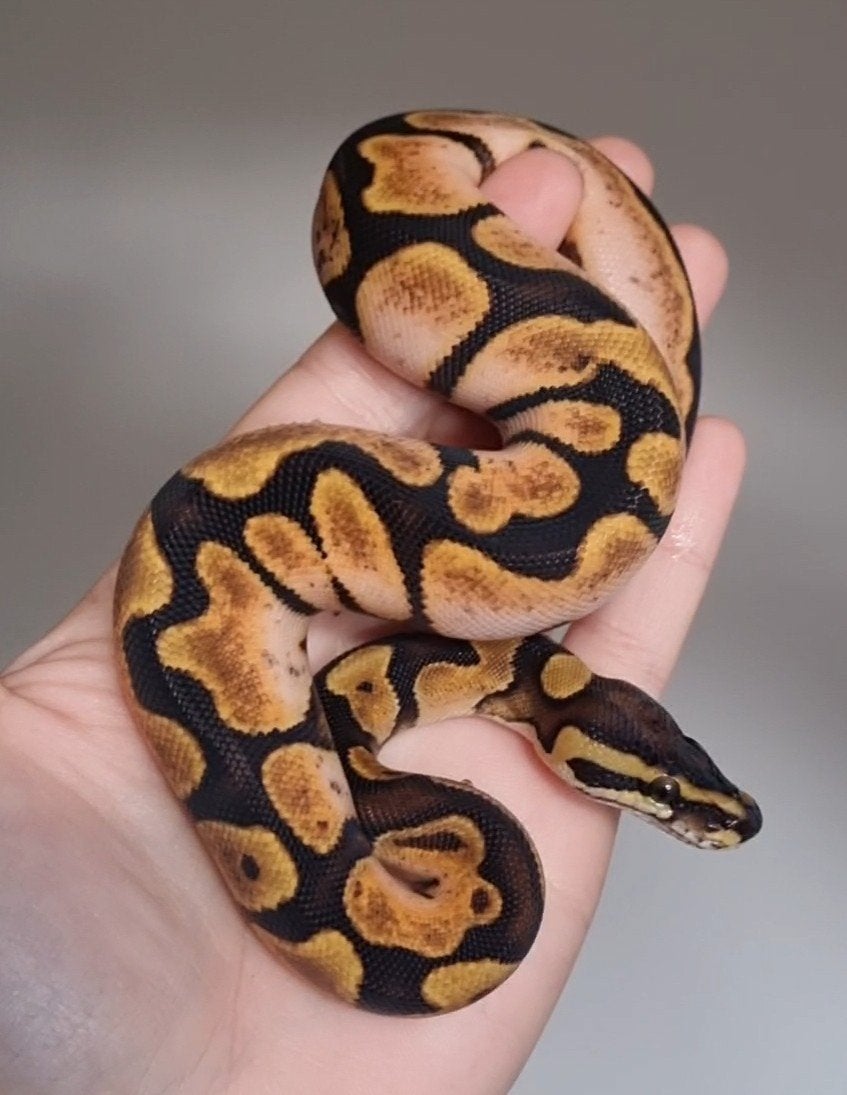 0.1 enchi special (od) calico 66% het clown Ball Python - female for sale from Rocking Reptiles