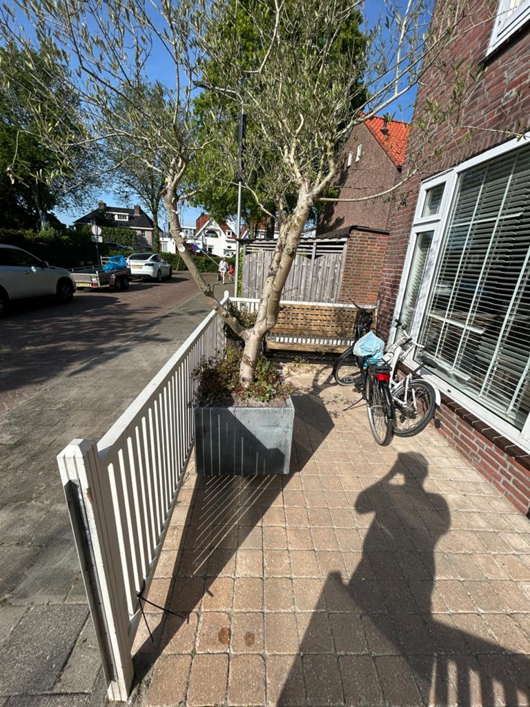 Grote plantenbak met olijfboom, Tuin en Terras, Bloembakken en Plantenbakken, Gebruikt, Metaal, Balkon, 60 cm of meer, 60 tot 100 cm