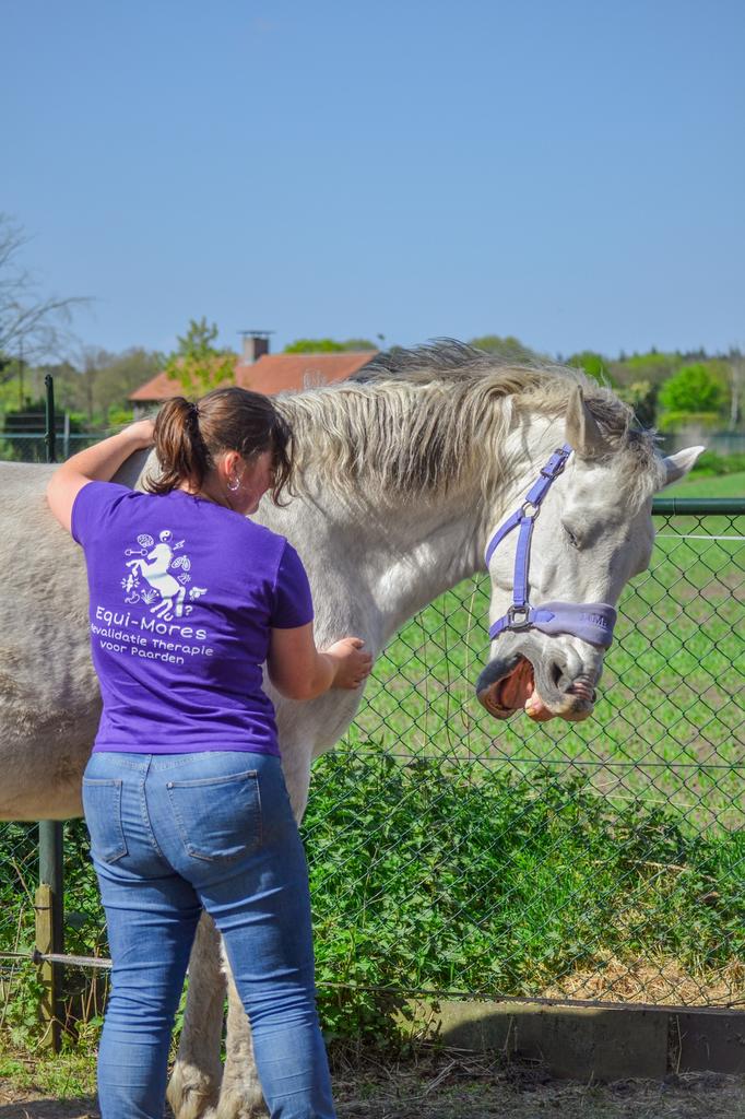 (Welzijns) Behandeling voor paarden, Ophalen, Nieuw