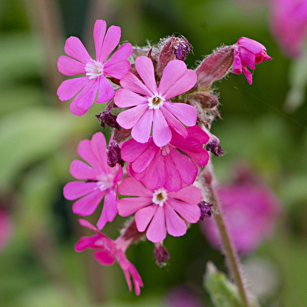 Zaden dagkoekoeksbloem (Silene dioica) - inheems, biologisch, Ophalen of Verzenden, Najaar, Volle zon, Zaad