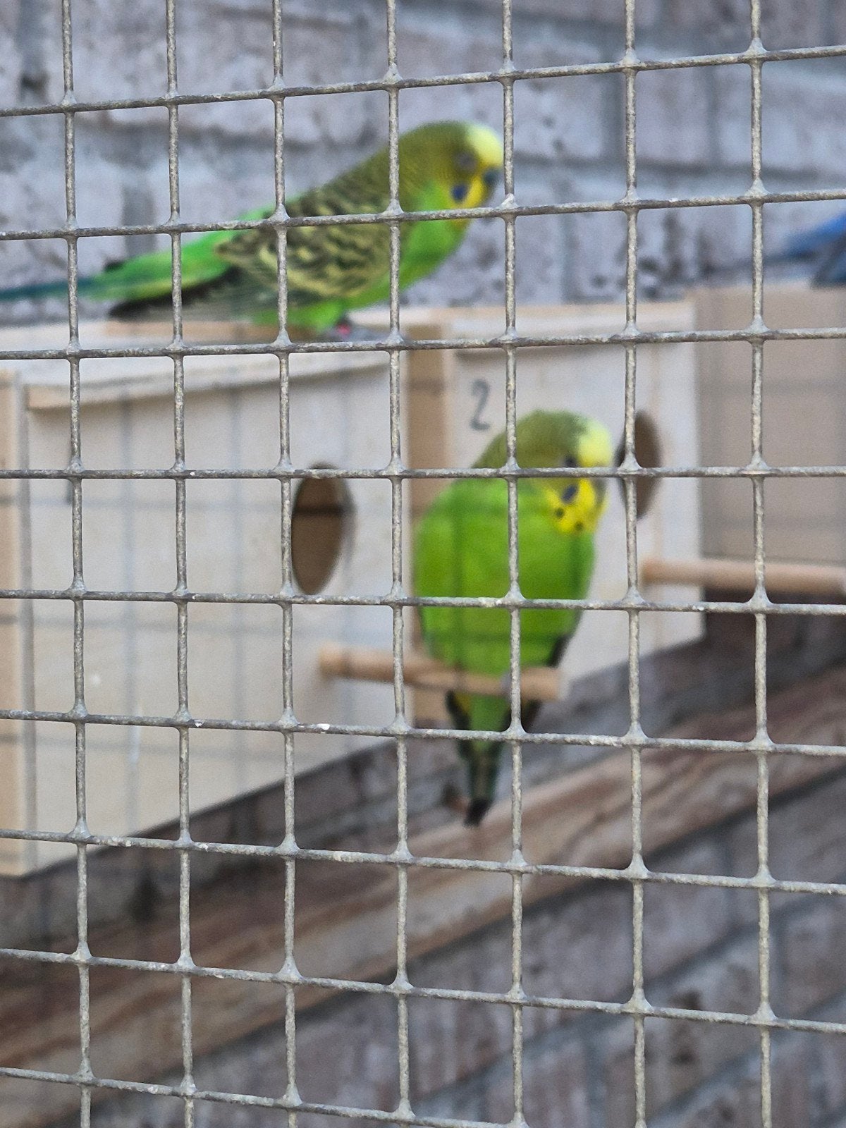 wildkleur koppeltje grasparkieten, Dieren en Toebehoren, Meerdere dieren, Parkiet, Geringd