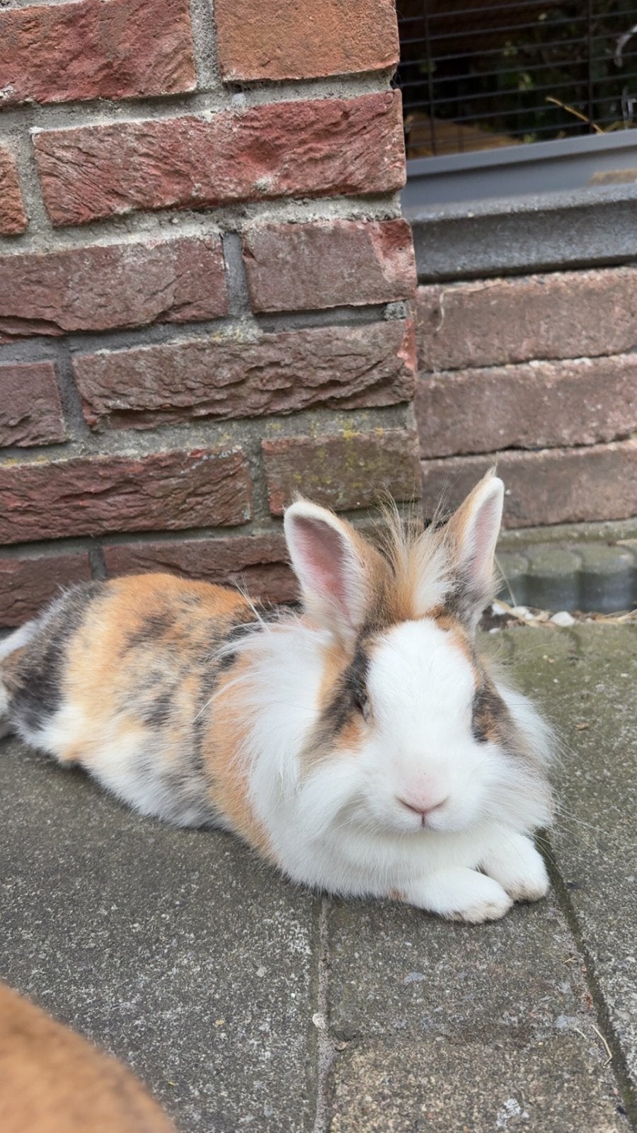 2 konijnen, Meerdere dieren, Klein, 3 tot 5 jaar
