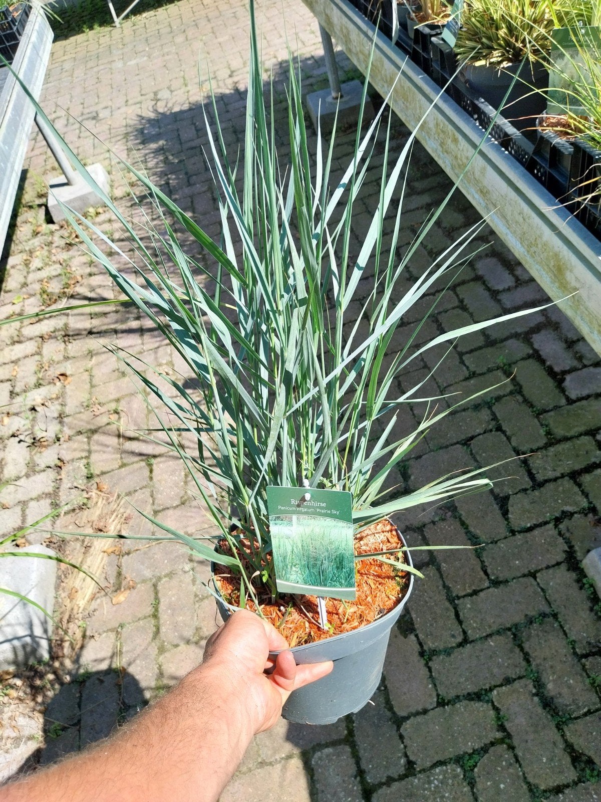 Panicum virgatum 'Prairie Sky' - Vingergras, Ophalen, Volle zon, Vaste plant, Siergrassen