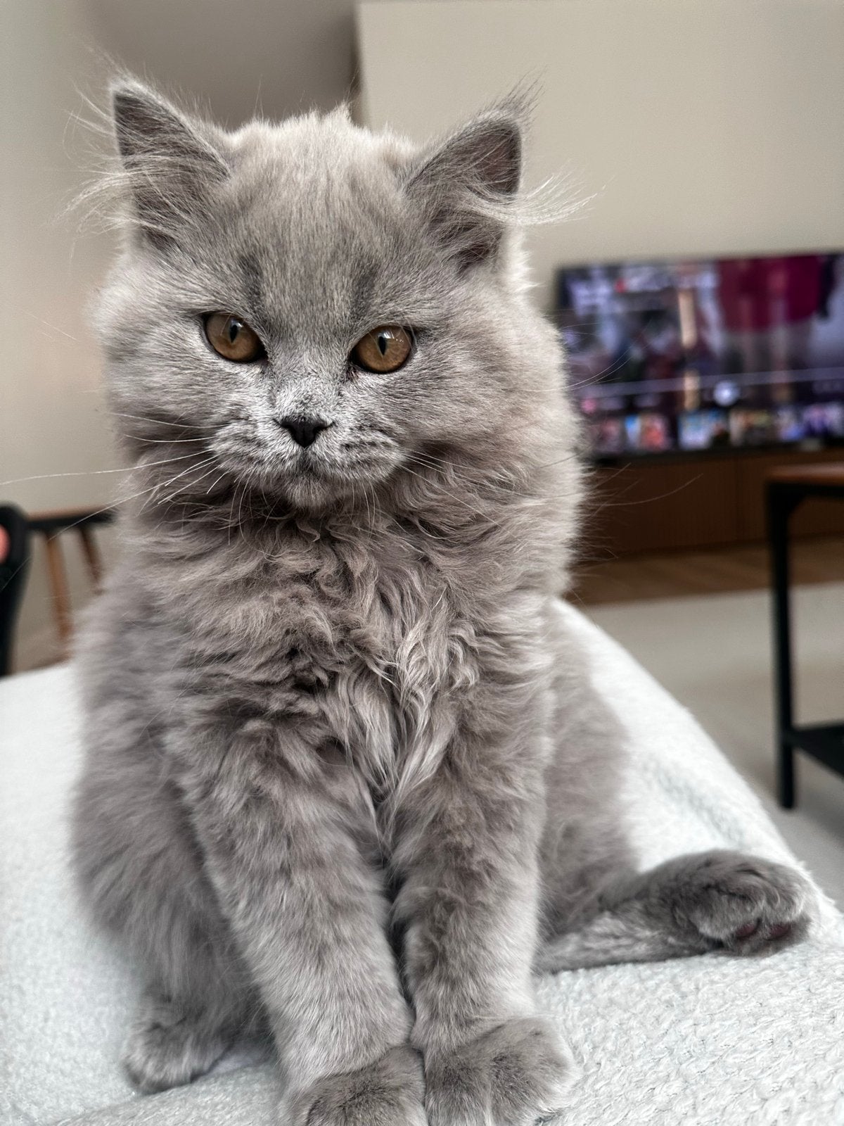 Brits Langhaar ( British longhair), Dieren en Toebehoren, Katten en Kittens | Overige Katten