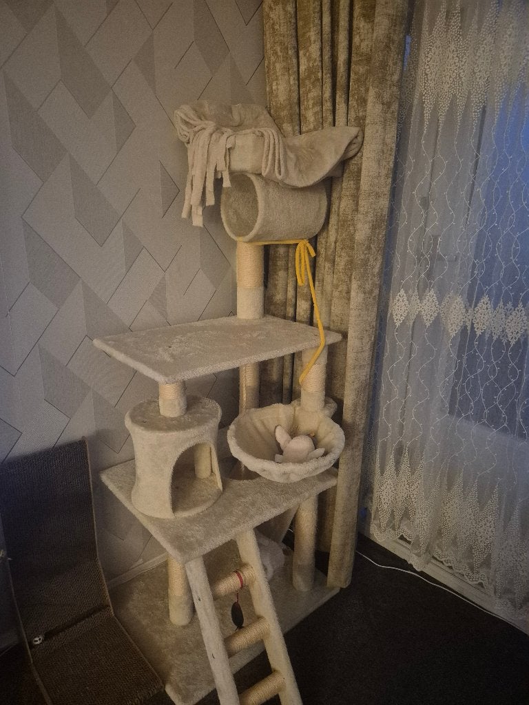 Britse korthaar nog een kitten 6 maanden wit heet fustq, Kater, Gechipt, 0 tot 2 jaar