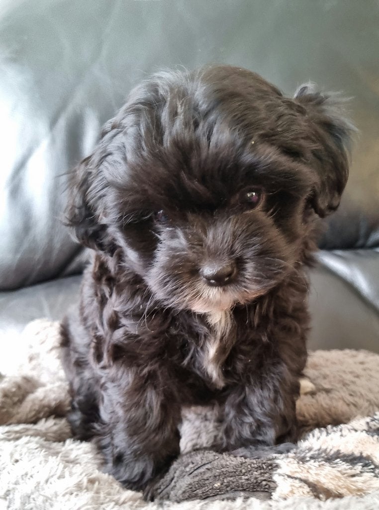 Nog 1 boomer reutje !  (Shihpoo), Parvo, 8 tot 15 weken, Eén hond, Nederland