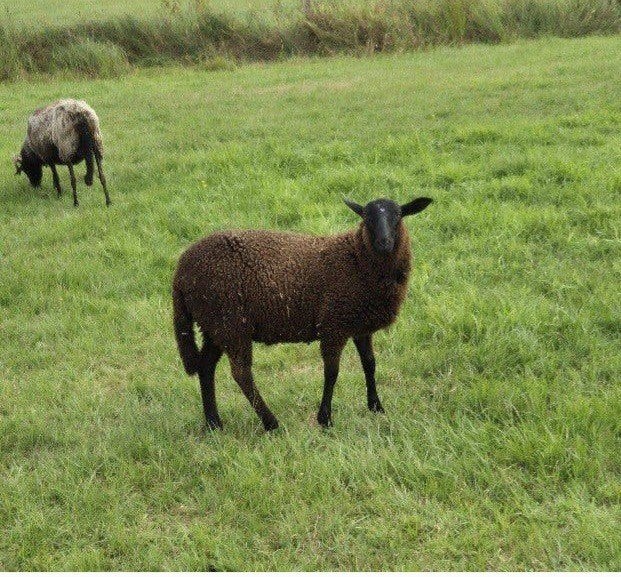 Ramlam, Dieren en Toebehoren