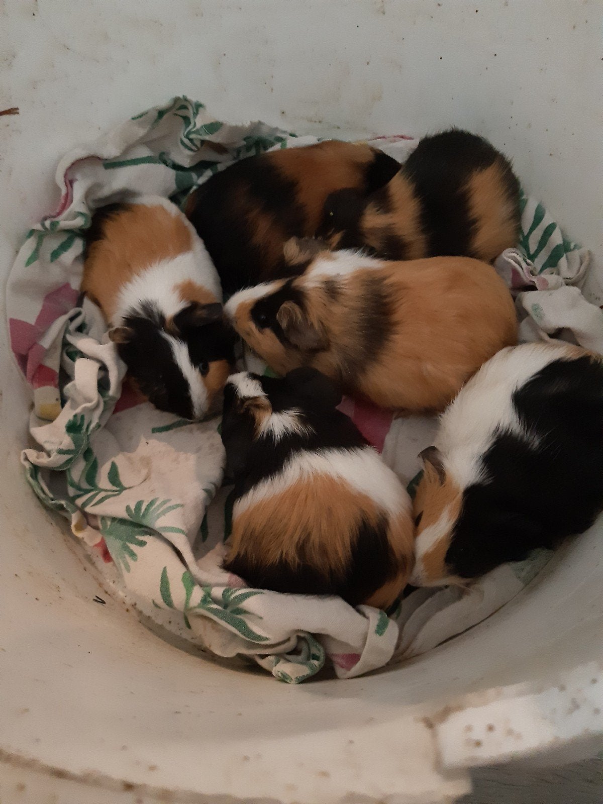 Jonge cavia's te koop!, Dieren en Toebehoren, Cavia, Mei, Meerdere dieren, Tam