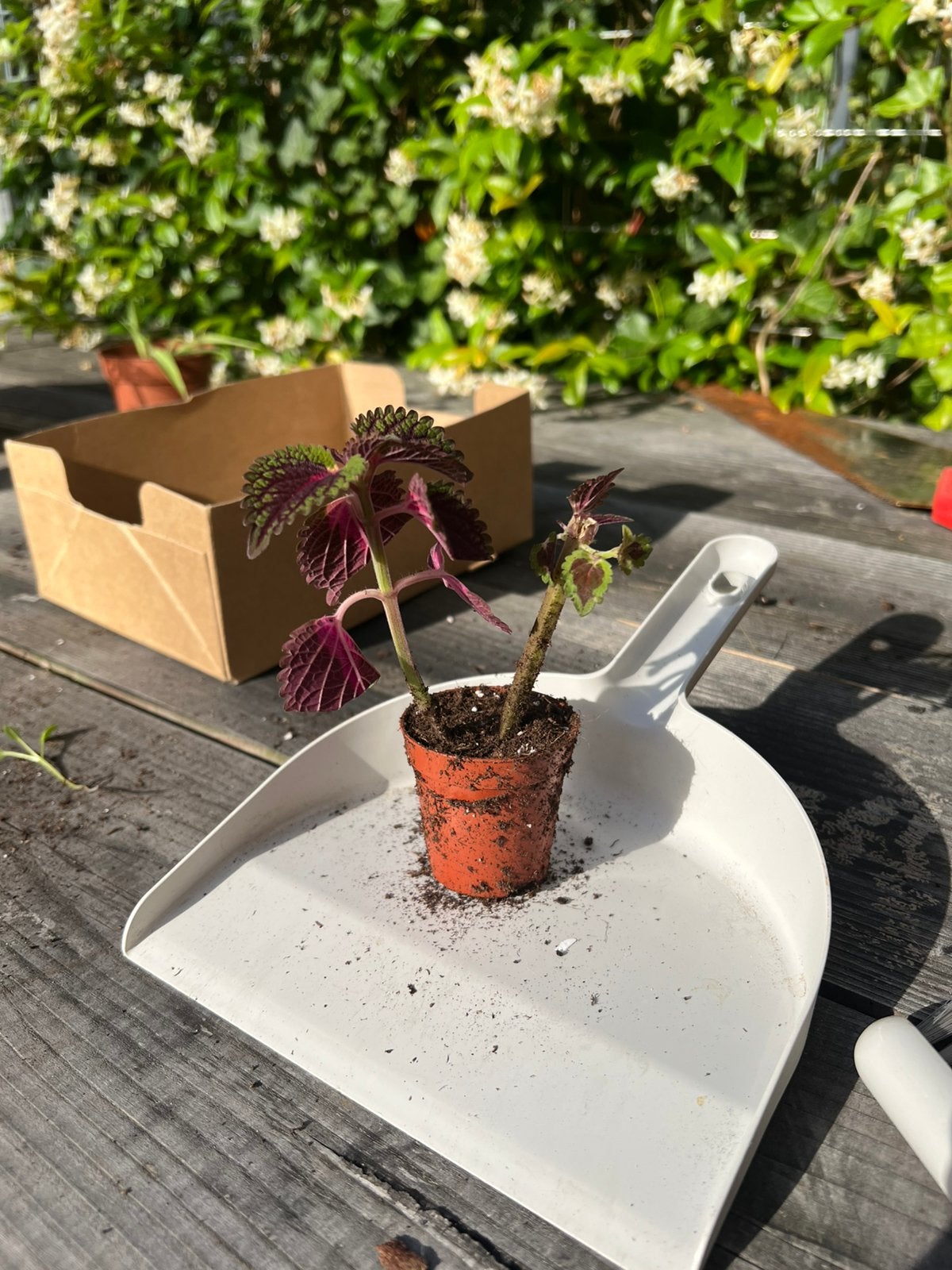 Roze netel, Huis en Inrichting, Kamerplanten, Minder dan 100 cm, Halfschaduw, Ophalen