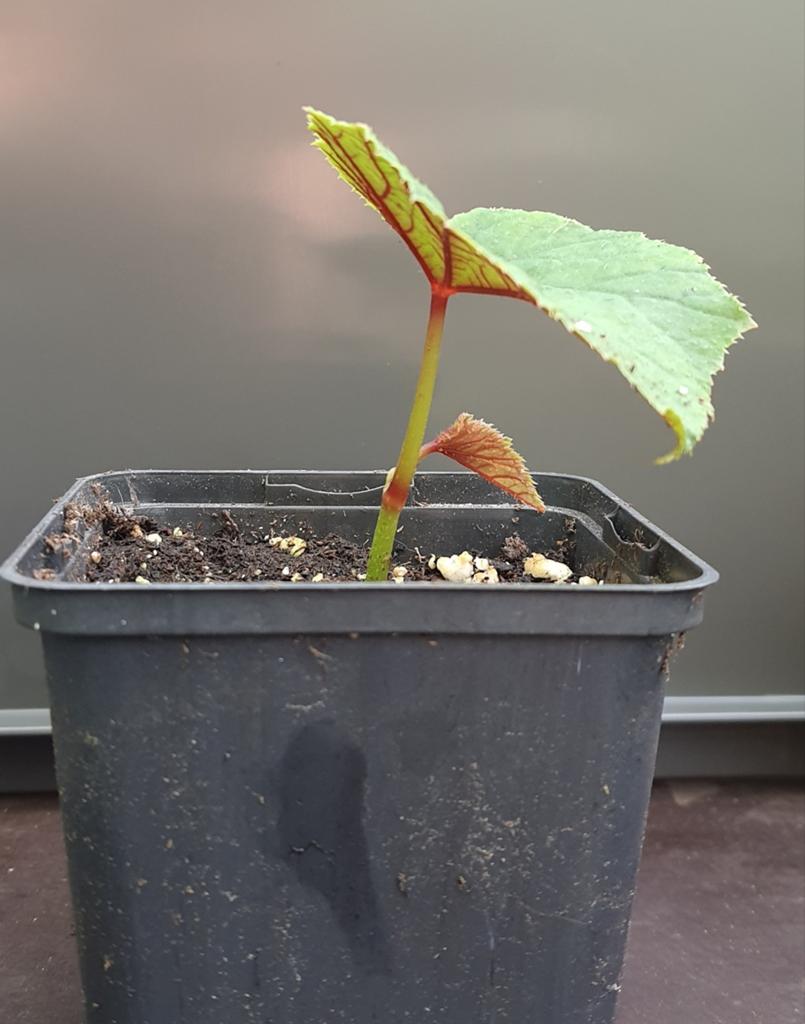 Begonia grandis evansiana 'Claret Jug' - Winterharde Begonia, Vaste plant, Halfschaduw, Zomer, Ophalen