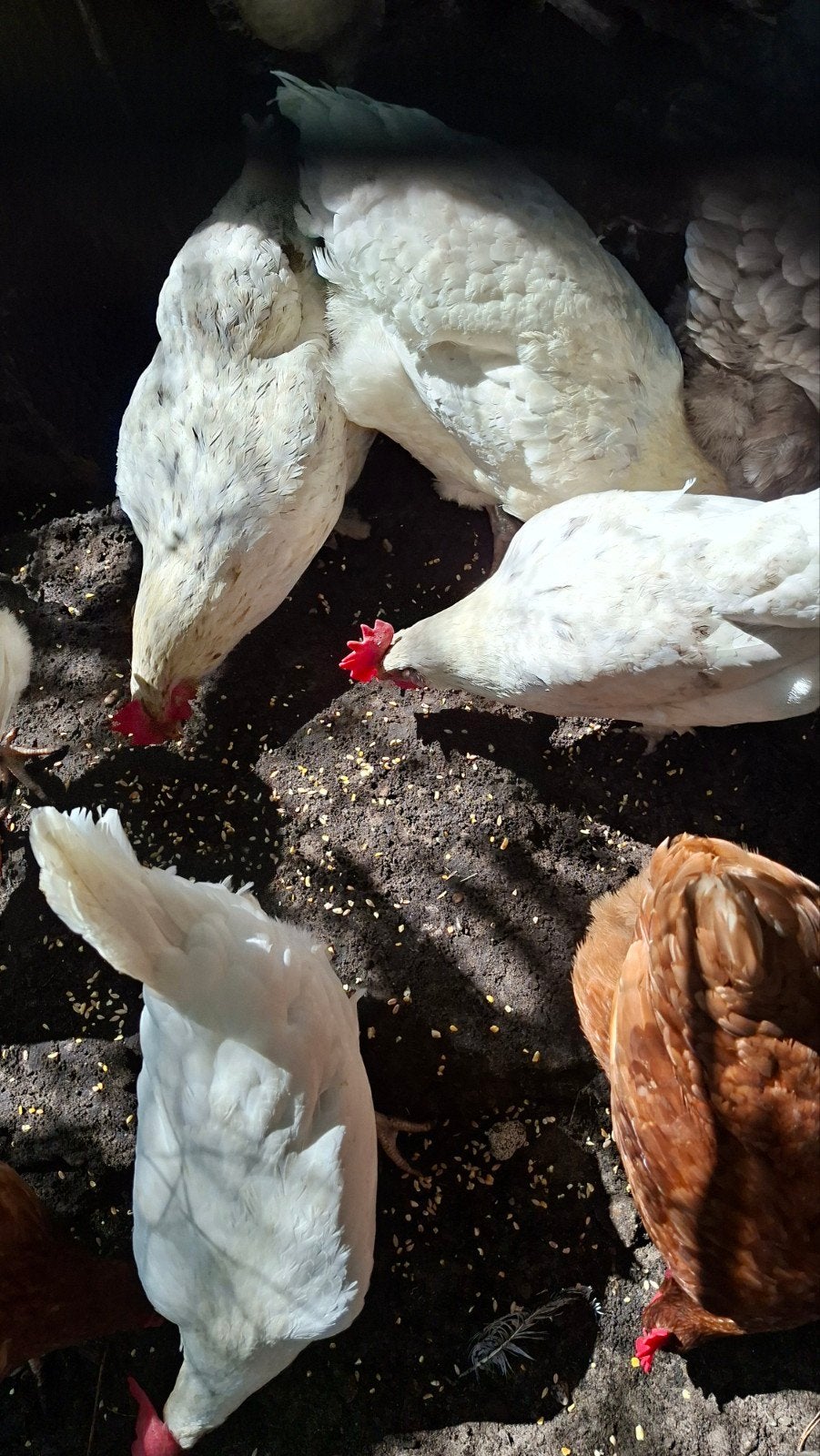 18 kippen + haan, Dieren en Toebehoren, Pluimvee, Kip, Meerdere dieren