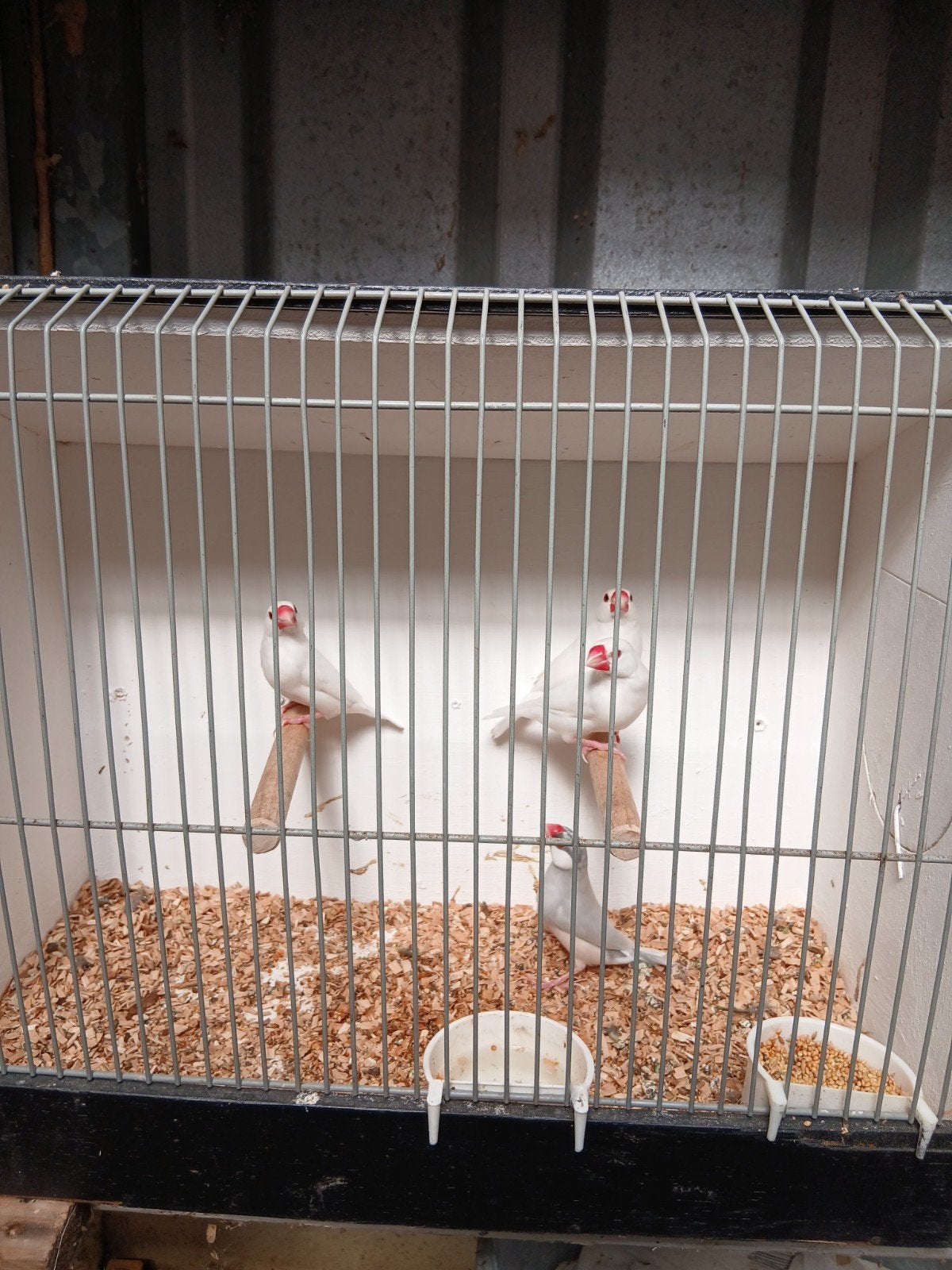 rijstvogels, Dieren en Toebehoren, Meerdere dieren, Kleurkanarie