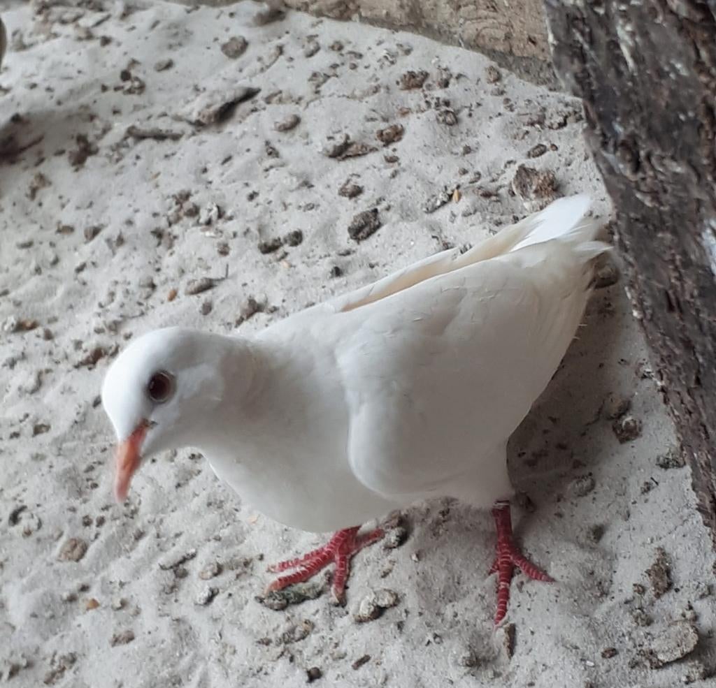 Tortelduifje Wit, Dieren en Toebehoren, Vrouwelijk, Tortelduif
