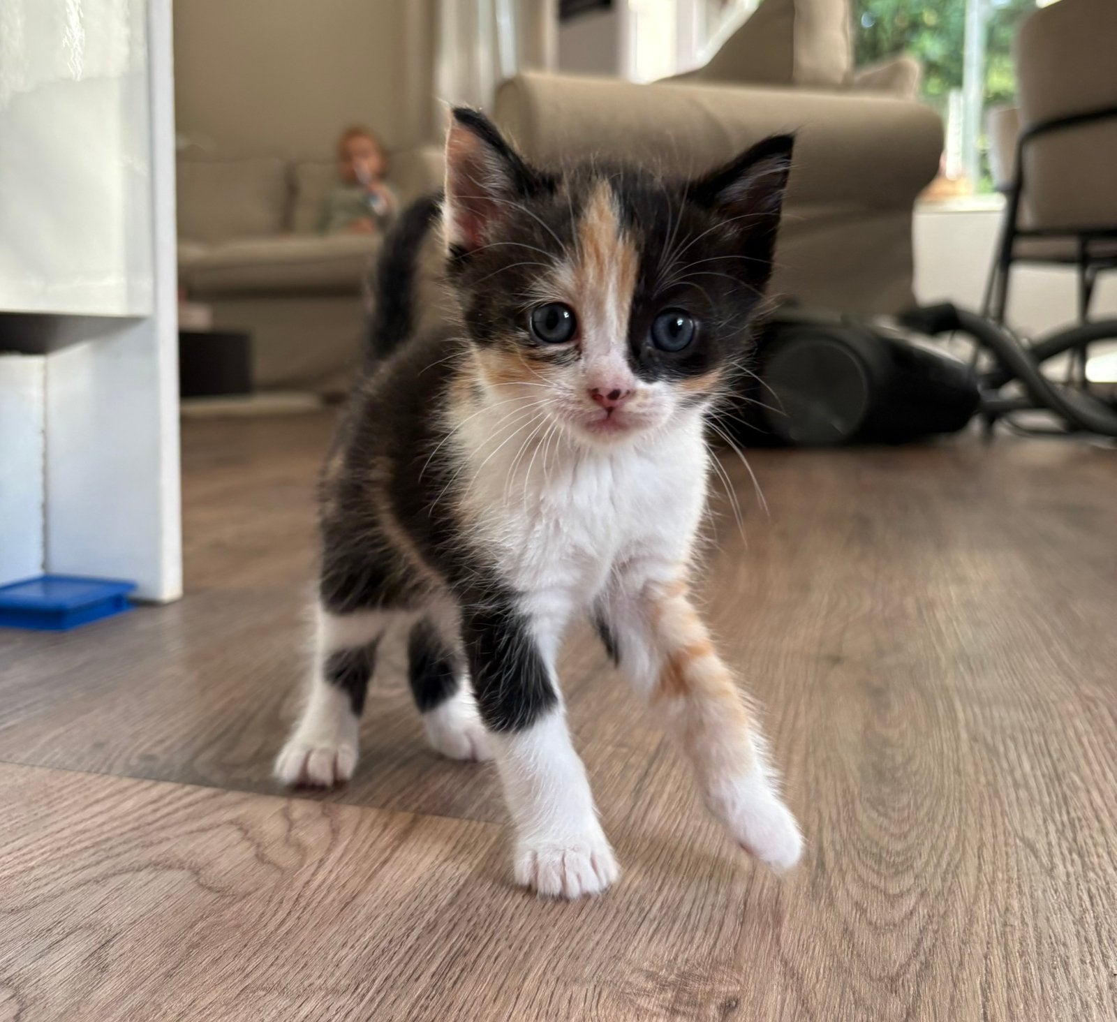 Kittens Ragdol mix, Dieren en Toebehoren, Meerdere dieren, Ontwormd, 0 tot 2 jaar
