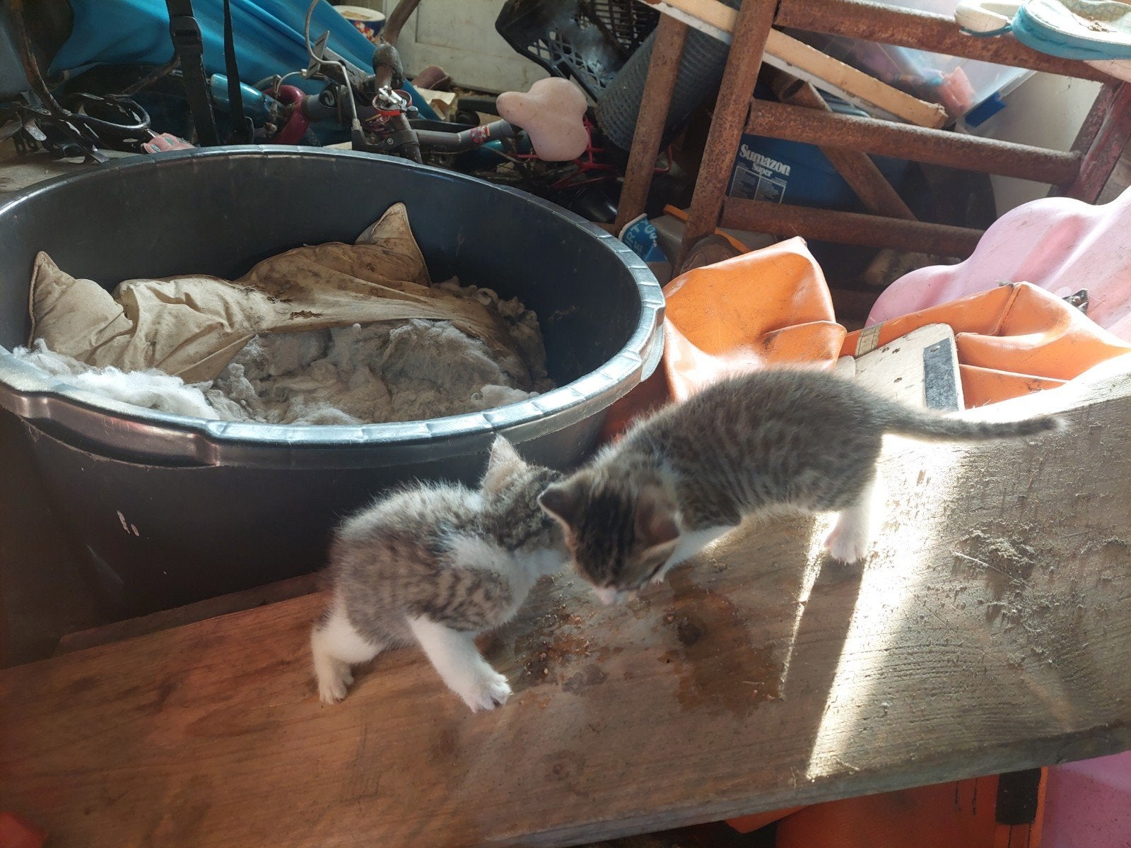 Boerderijkittens te koop, Kater
