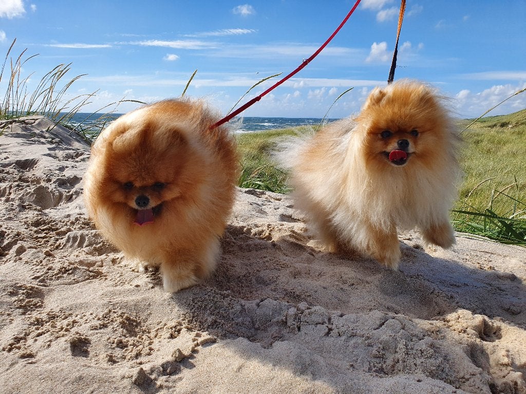 Prachtig Pomeranian-duo zoekt samen een voor-altijd-thuis, Particulier, Keeshond, Reu, Buitenland