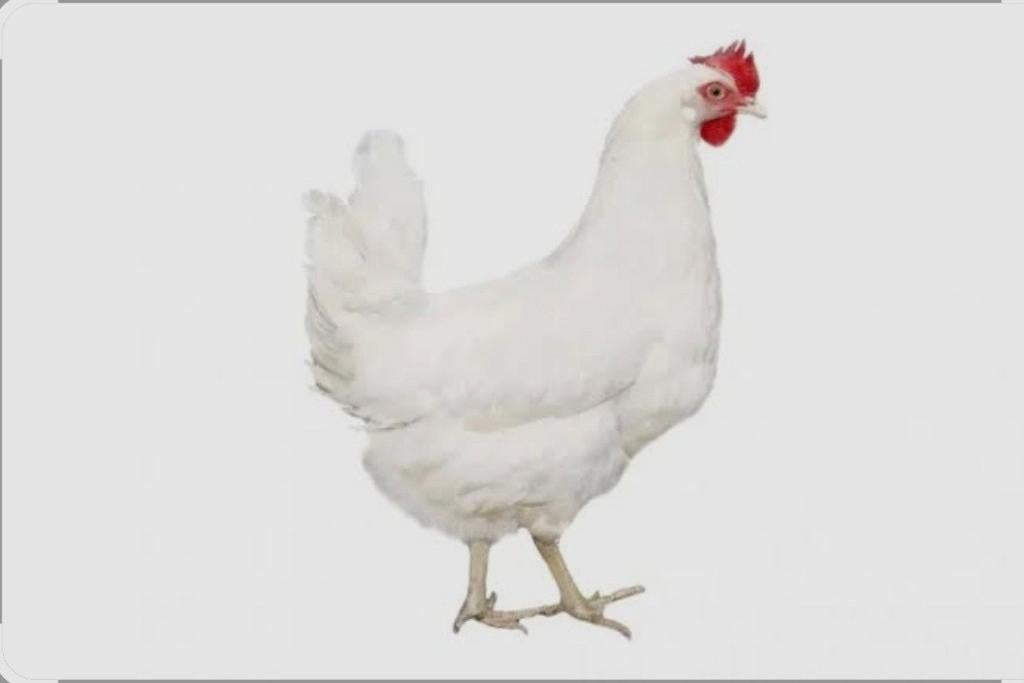 UIT VERKOOP AL VAN AF €12 Leghoorn wit 20 weken oud, Dieren en Toebehoren, Pluimvee, Vrouwelijk, Kip