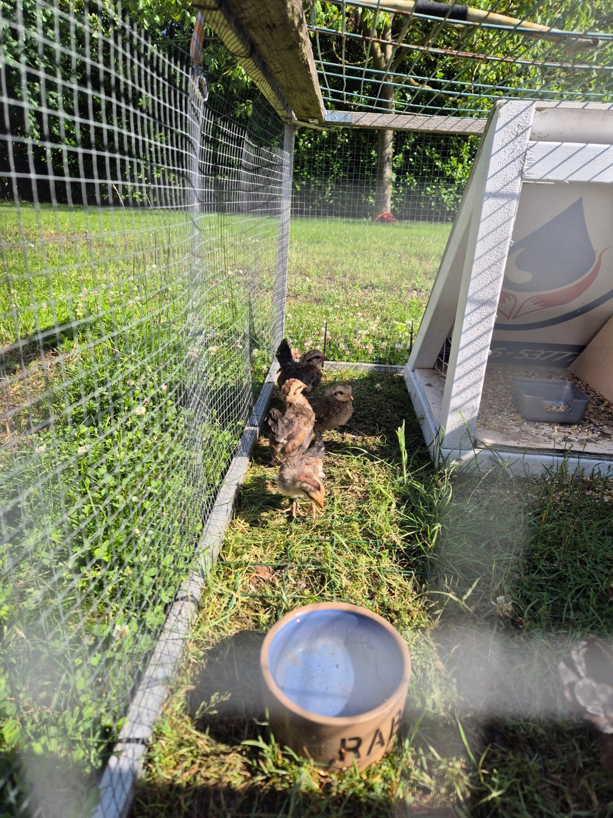 Hollandse kriel hennen+haan, Dieren en Toebehoren, Pluimvee, Meerdere dieren, Kip