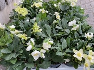 Helleborus niger, Tuin en Terras, Vaste plant, Halfschaduw, Winter, Ophalen