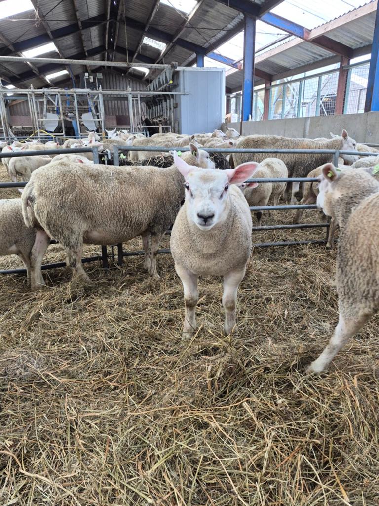 Lammeren noordhollander rammen en ooien zwoegervrij, Dieren en Toebehoren, Mannelijk, Schaap