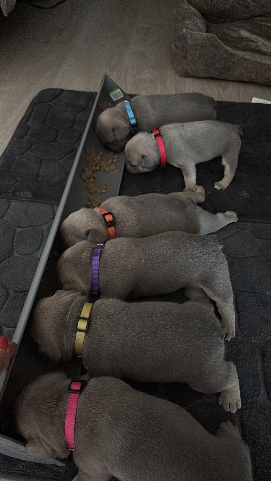 Franse Bulldog pups 5 teefjes en 1 reutje, Dieren en Toebehoren, Honden | Bulldogs, Pinschers en Molossers, 8 tot 15 weken, Parvo