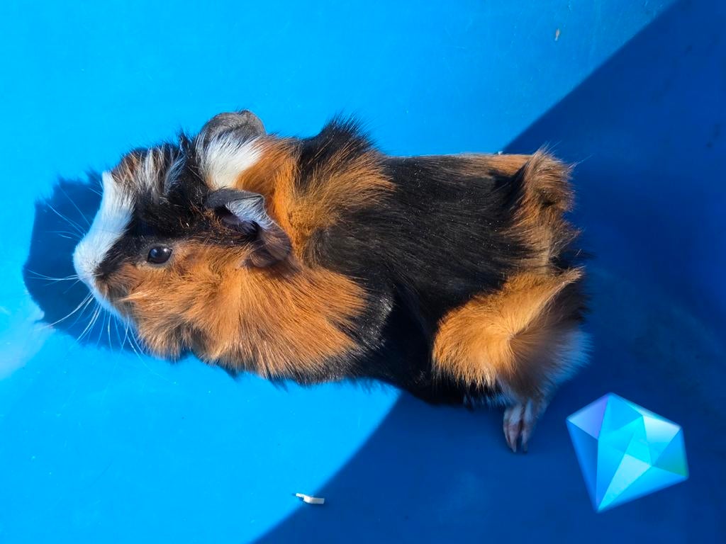 Beertjes en zeugjes, Maart, Meerdere dieren, Cavia