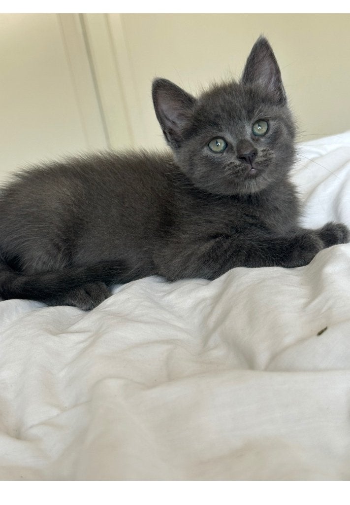 Britse korthaar x Ragdoll kittens (2 poesjes en een kater), Dieren en Toebehoren, Meerdere dieren, Ontwormd, 0 tot 2 jaar