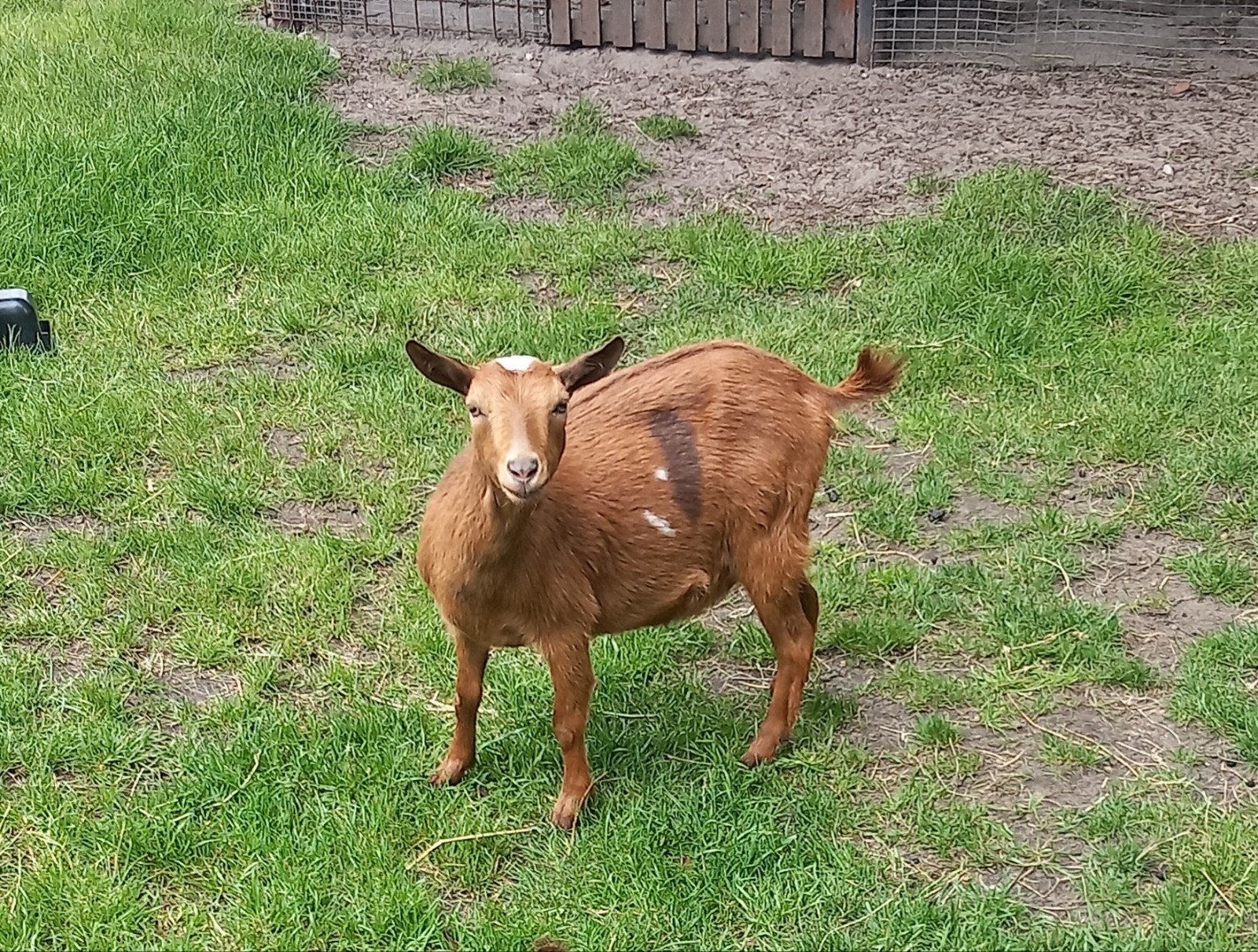 Dwerggeit met jong hoornloos, Dieren en Toebehoren, Meerdere dieren, Geit