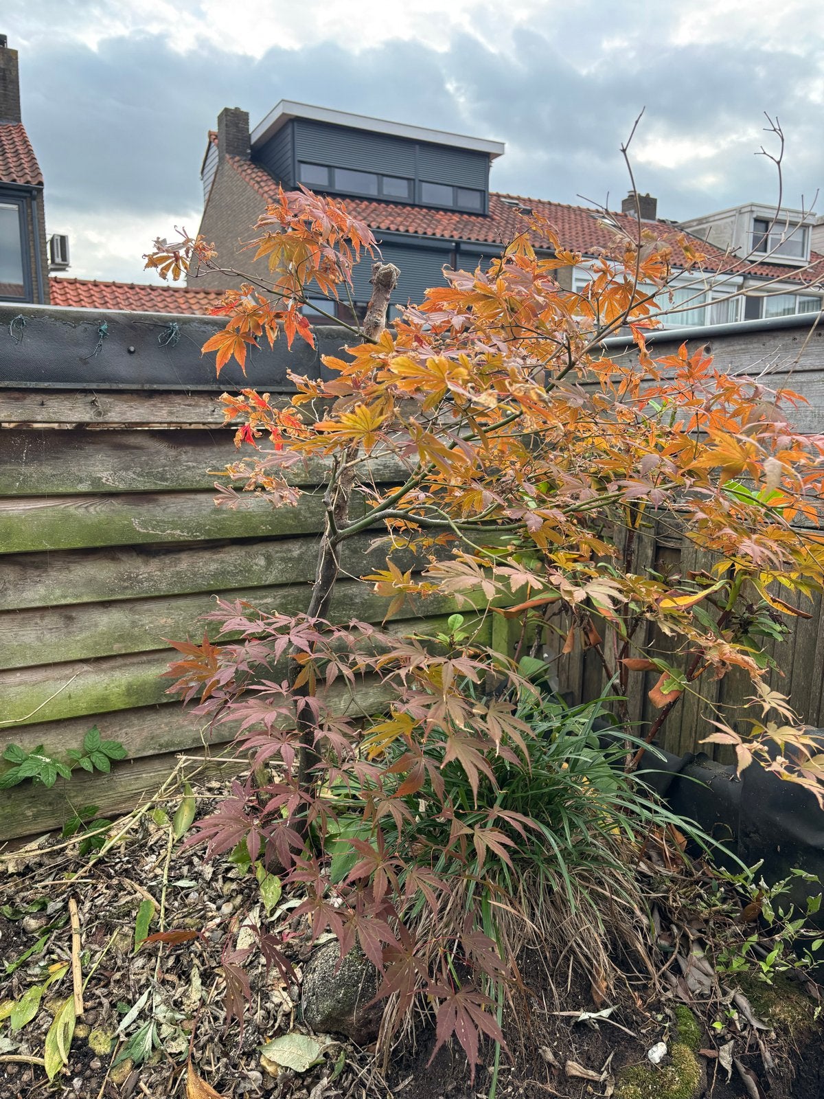 Japanse Esdoorn (Acer Palmatum) - Prachtige Herfstkleuren, Tuin en Terras, Ophalen, Bloeit niet, Halfschaduw, Overige soorten