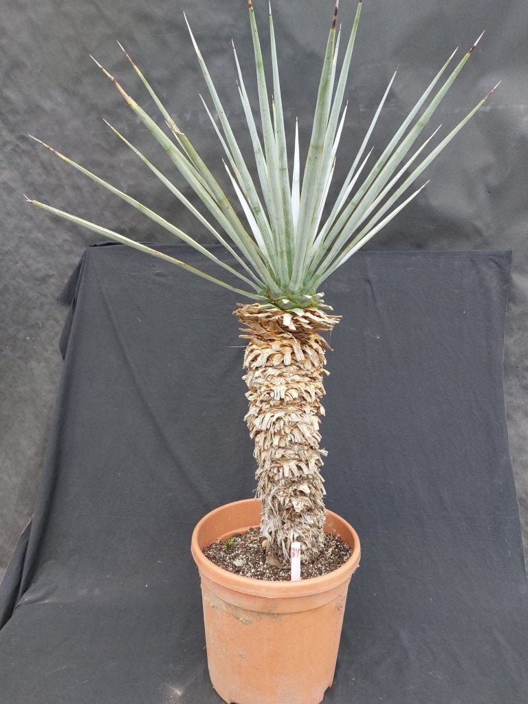 Yucca rigida 34, 110 cm incl. pot, stam 55 cm, Ophalen of Verzenden, Vaste plant, Overige soorten, Volle zon