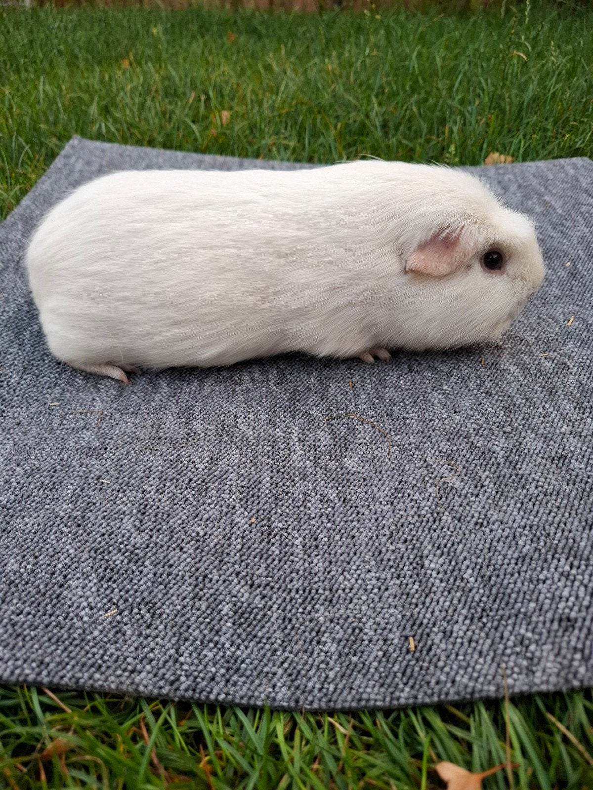 Engels gekruinde witte beer, Cavia, Mannelijk, Juli, Tam
