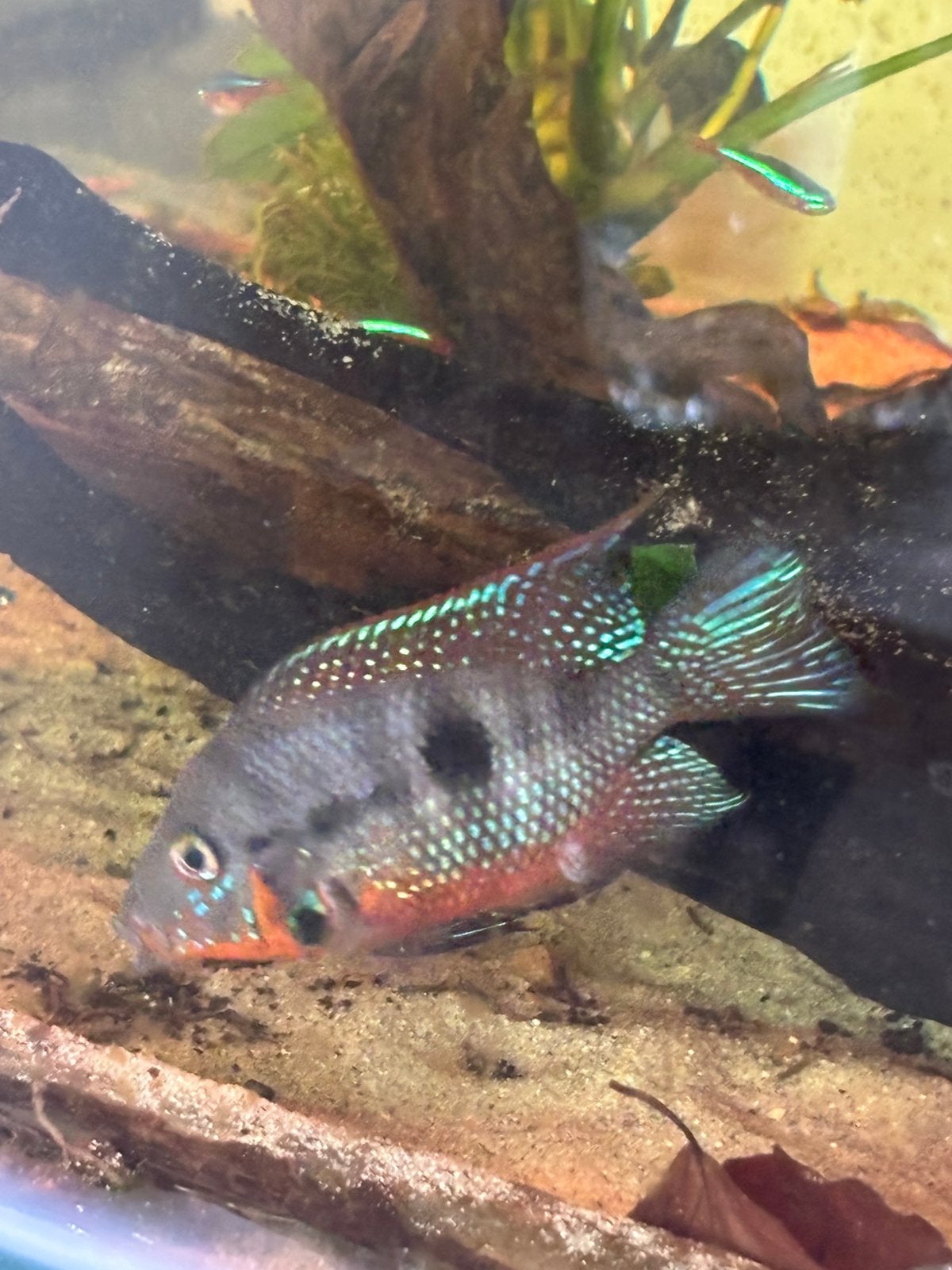Koppel top kwaliteit vuurkelen, Dieren en Toebehoren, Vissen | Aquariumvissen, Vis