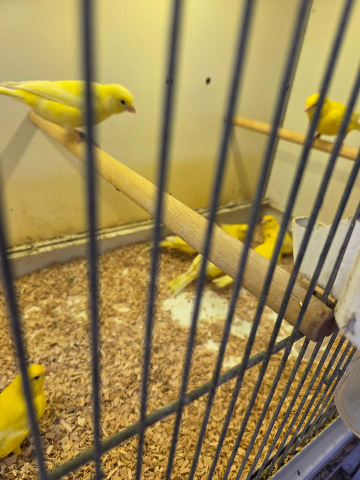 Gele kanaries, Dieren en Toebehoren, Vogels | Kanaries, Meerdere dieren, Kleurkanarie