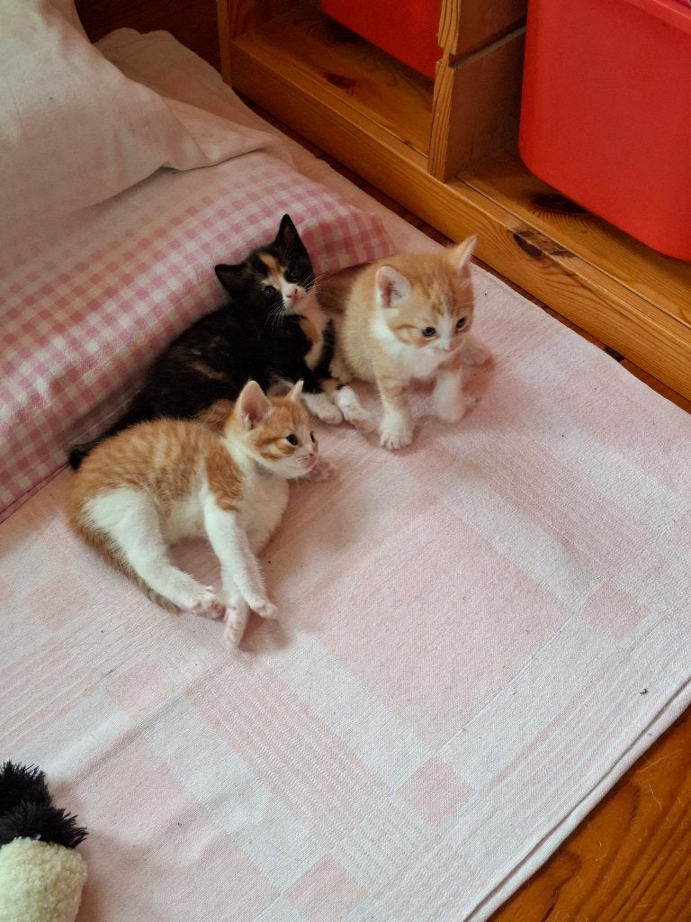 Kittens/poesjes 1x roodwit, 1x zwart-rood gevlekt-witte buik, Dieren en Toebehoren, Meerdere dieren, 0 tot 2 jaar