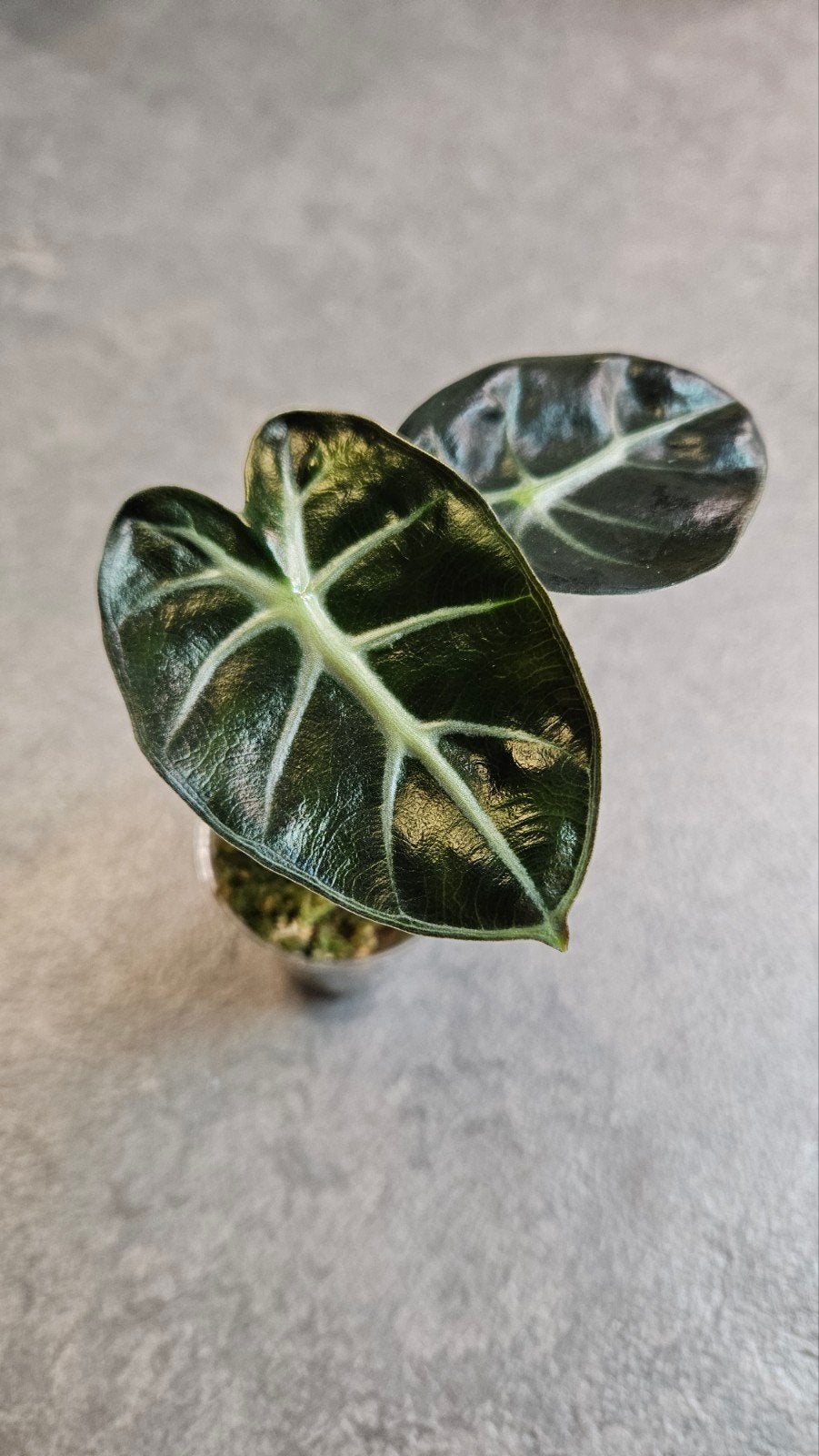 Alocasia Balloon Heart, Ophalen of Verzenden, Halfschaduw, Minder dan 100 cm