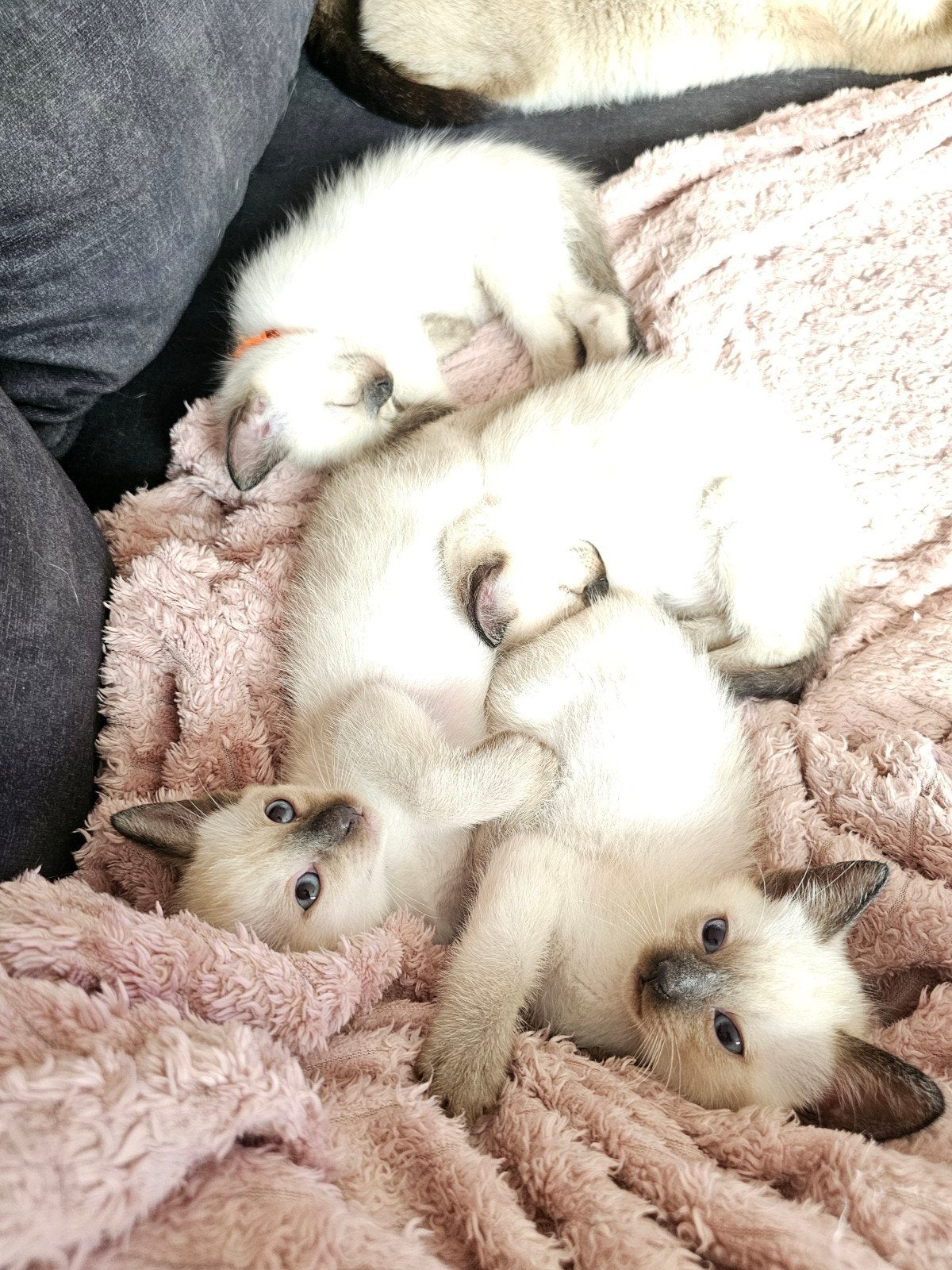 Thai Siamees Kittens, Meerdere dieren, Gechipt