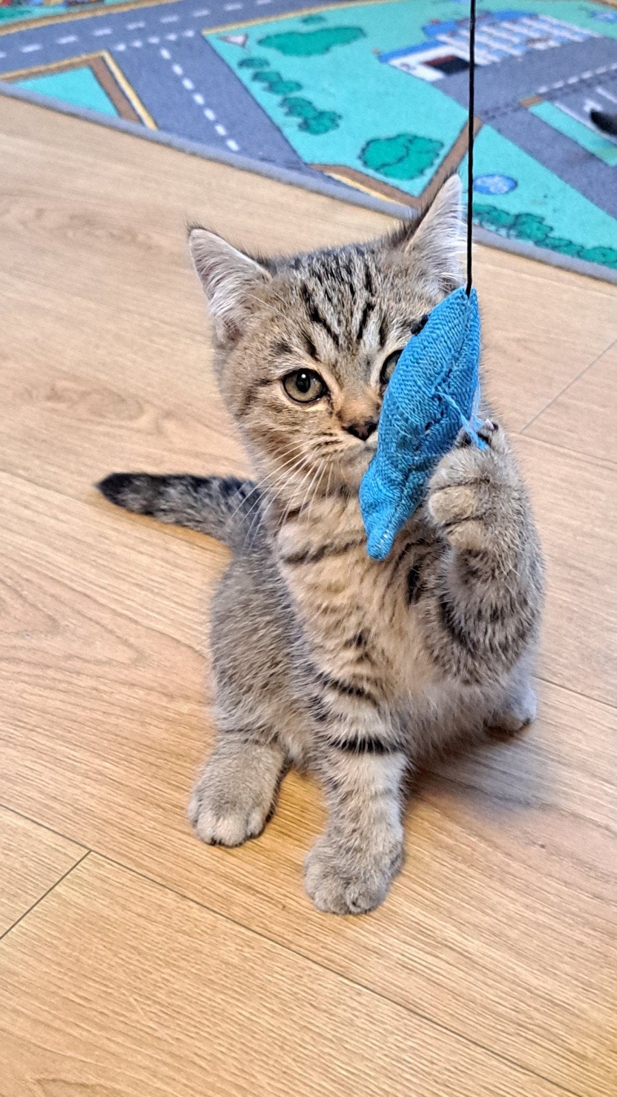 Prachtige Britse Korthaar kittens, Dieren en Toebehoren, Meerdere dieren, Ontwormd, 0 tot 2 jaar