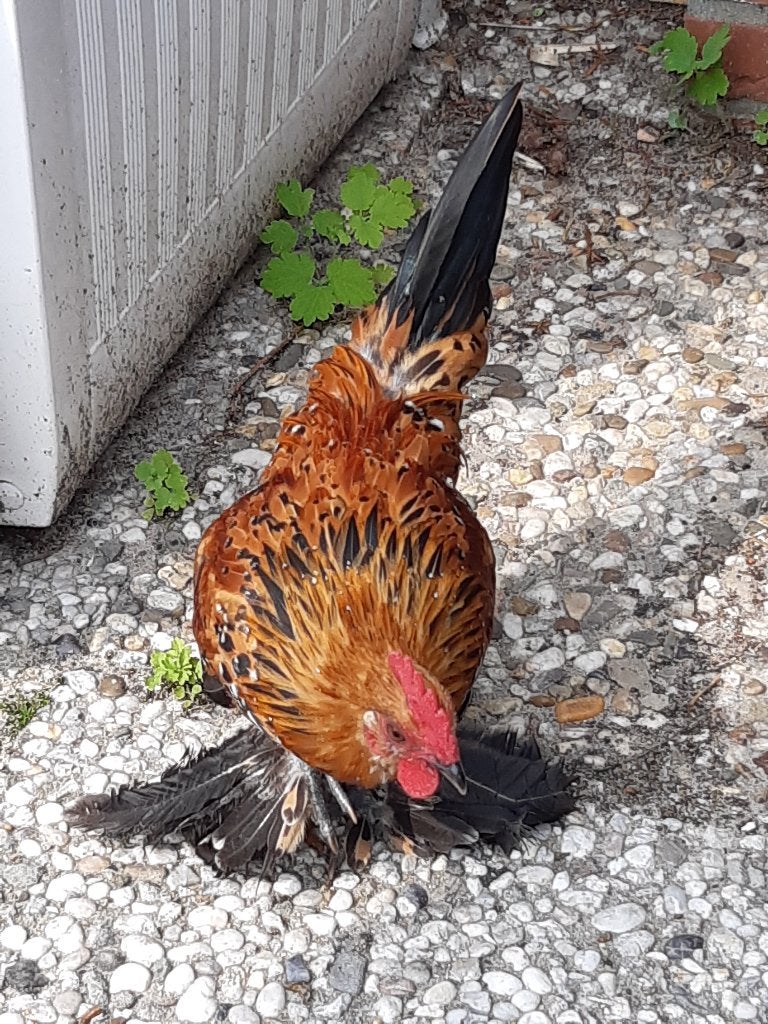 Sabelpootkriel haantje in de kleurslag rood porselein, Mannelijk, Kip